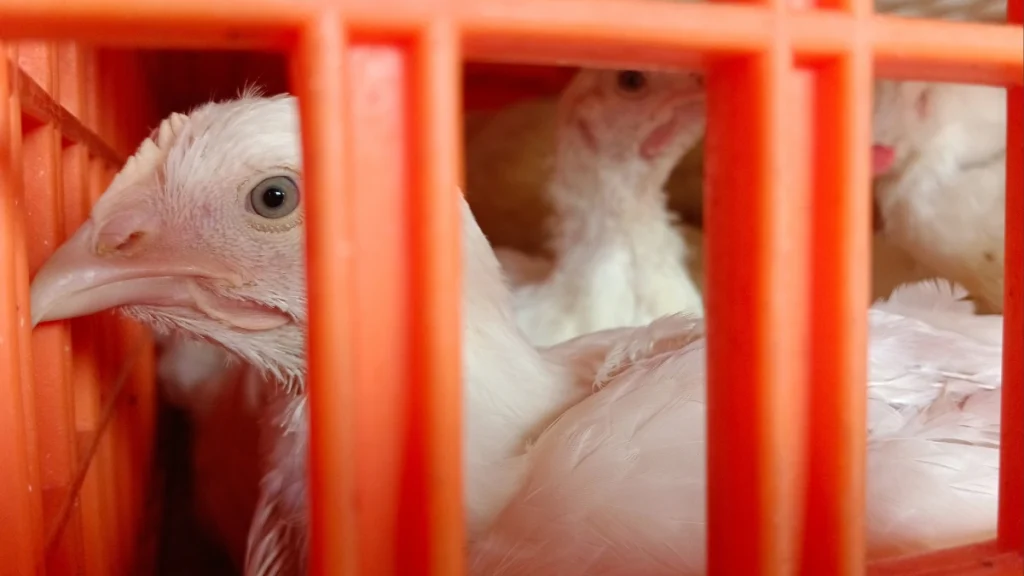 Frango de corte dentro de caixa plástica de transporte na cor laranja.