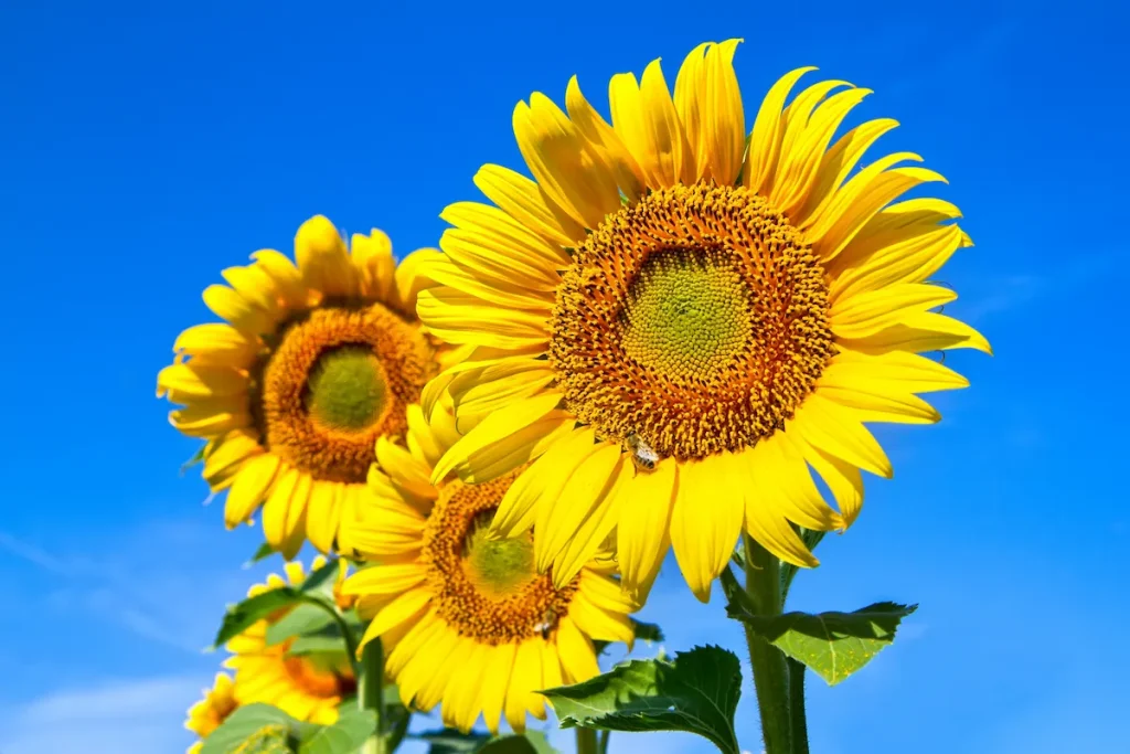 15 flores para presente: conheça tipos e significados para surpreender 4 Girassol, uma das opções de flores para presentear.