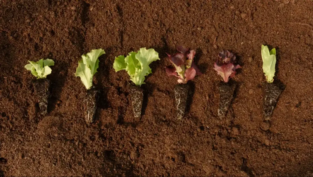 Diferentes mudas de alface sobre o solo, uma opção de hortaliça de outono.