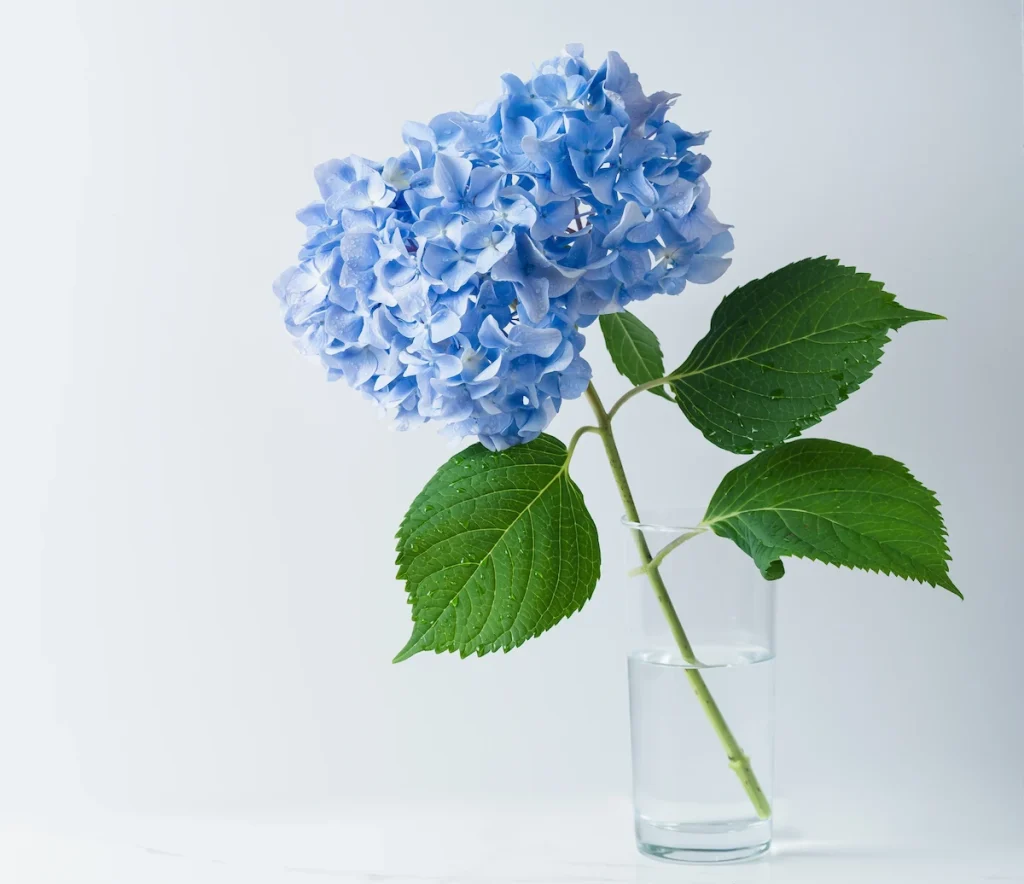 15 flores para presente: conheça tipos e significados para surpreender 14 Hortênsia, uma das opções de flores para presentear.