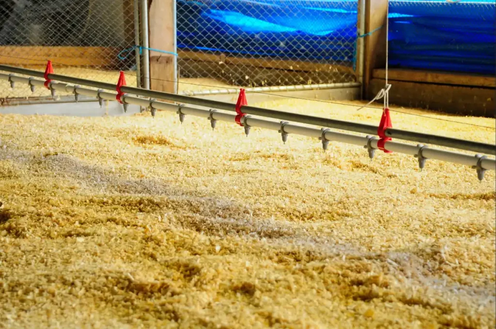 Limpeza e desinfeccao do aviario