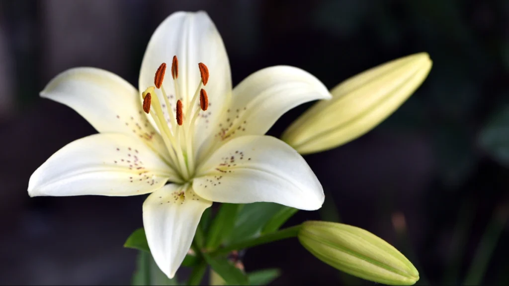 15 flores para presente: conheça tipos e significados para surpreender 7 Lírio branco, uma das opções de flores para presentear.