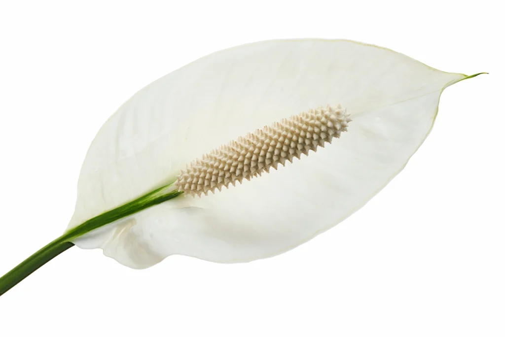 15 flores para presente: conheça tipos e significados para surpreender 13 Lírio da paz, uma das opções de flores para presentear.