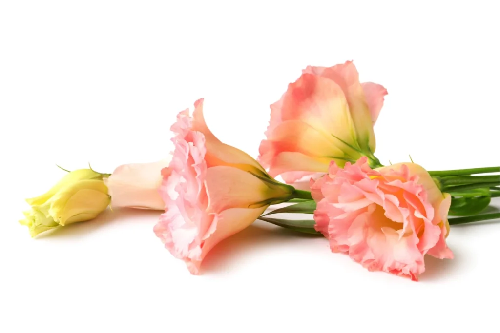 15 flores para presente: conheça tipos e significados para surpreender 15 Lisianthus, uma das opções de flores para presentear.