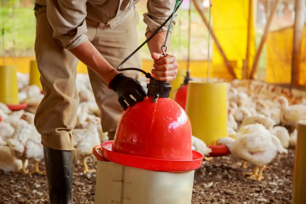 Manejo diário em granja de frangos de corte: colaborador realizando o ajuste de altura e fluxo de ração em comedouro automático para otimizar a conversão alimentar.