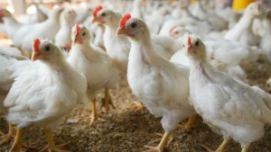 Grupo de frangos de corte em fase de crescimento sobre cama de frango, demonstrando uniformidade de lote e boa ambiência.