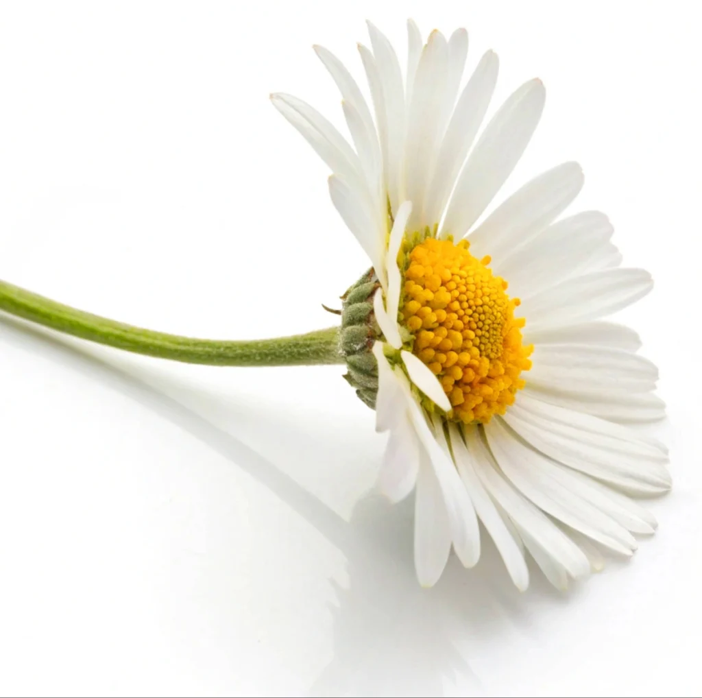 15 flores para presente: conheça tipos e significados para surpreender 5 Margarida, uma das opções de flores para presentear.