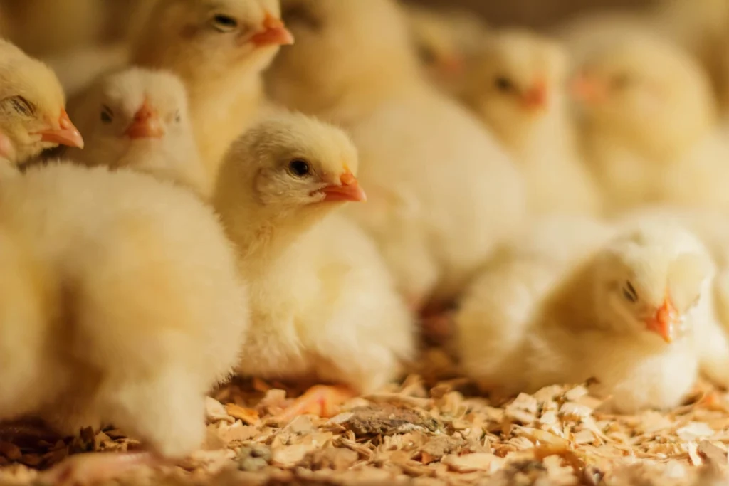 Close-up de pintinhos de um dia sobre cama de frango.