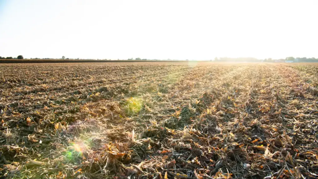 Lavoura com resíduos culturais sob a luz do entardecer no horizonte, destacando o sistema de plantio direto adotado.