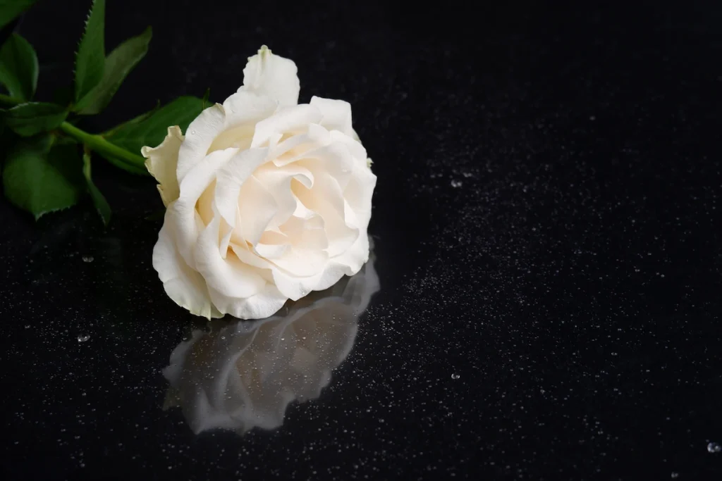 15 flores para presente: conheça tipos e significados para surpreender 2 Rosa branca, uma das opções de flores para presentear.