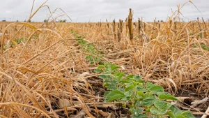 lantas jovens de soja emergindo em sistema de plantio direto com densa cobertura de palhada.