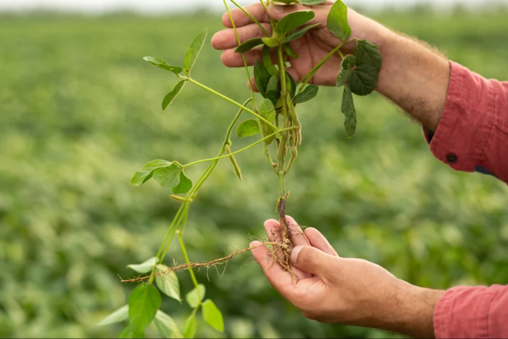 Mãos de um especialista segurando uma planta de soja para inspeção de raízes e nódulos, essenciais no processo de fixação biológica de nitrogênio.