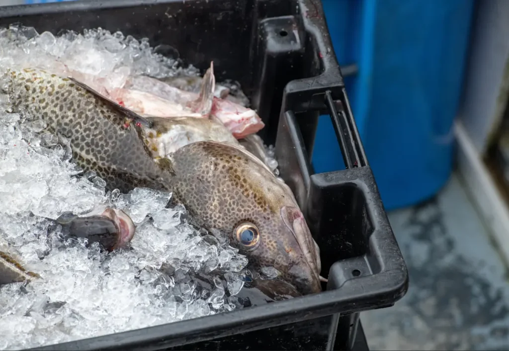 Gadus macrocephalus o bacalhau do Pacifico