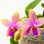 Qual o melhor vaso para plantar orquideas Vantagens e desvantagens de cada modelo