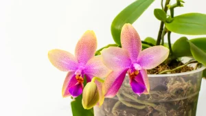 Orquídea plantada em vaso de plástico transparente, que destaca as suas raízes