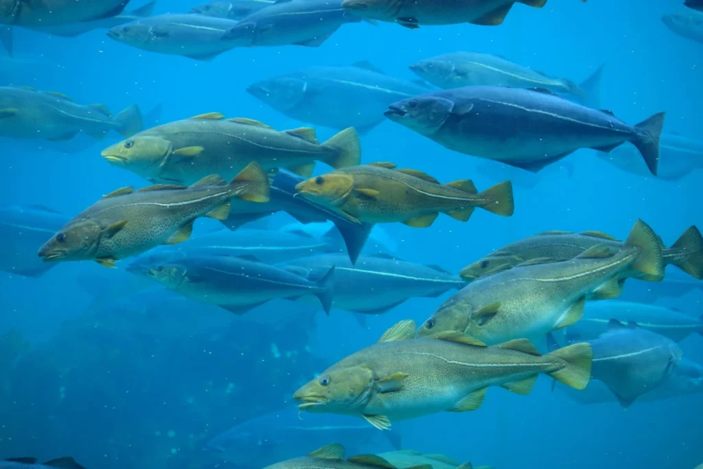 Cardume de Gadus morhua e saithes (Pollachius virens) em alto mar, dois peixes usados na produção de bacalhau.