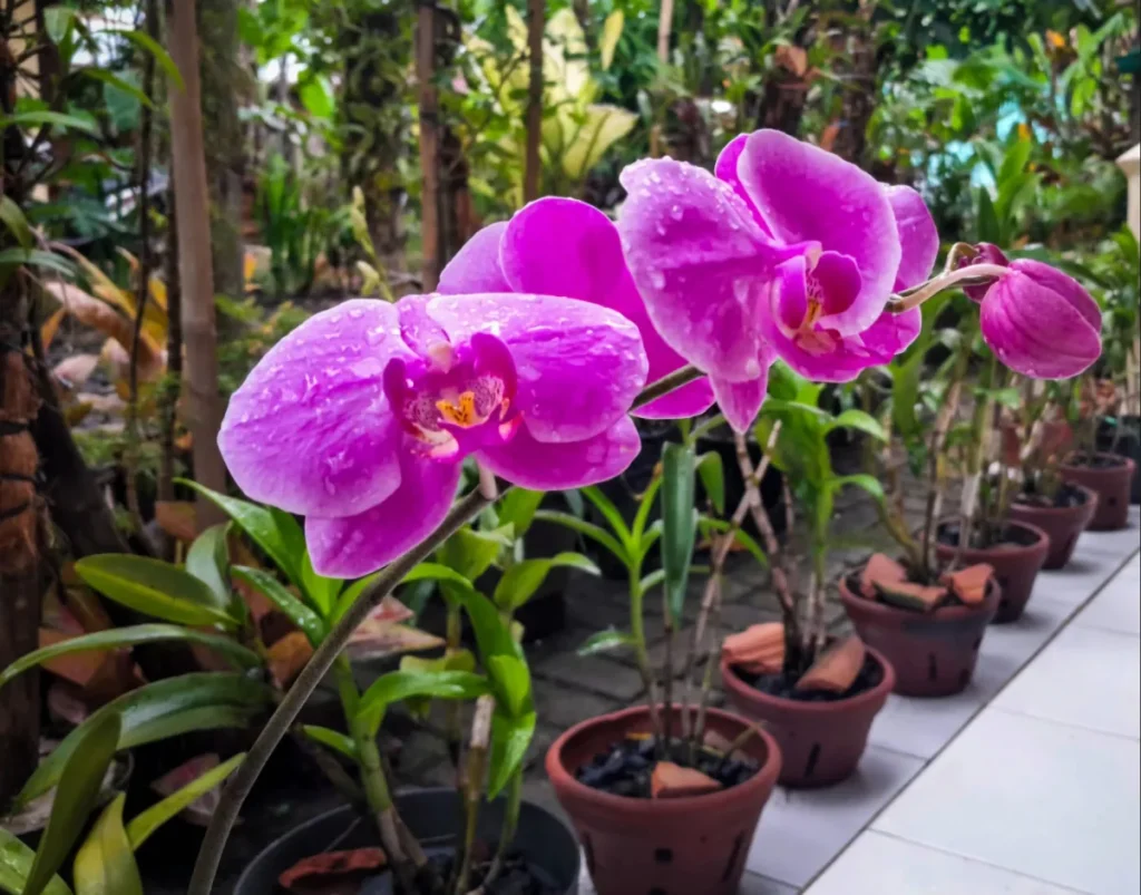 Vaso de barro para orquídeas