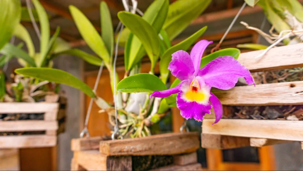 Vaso de madeira para orquídeas