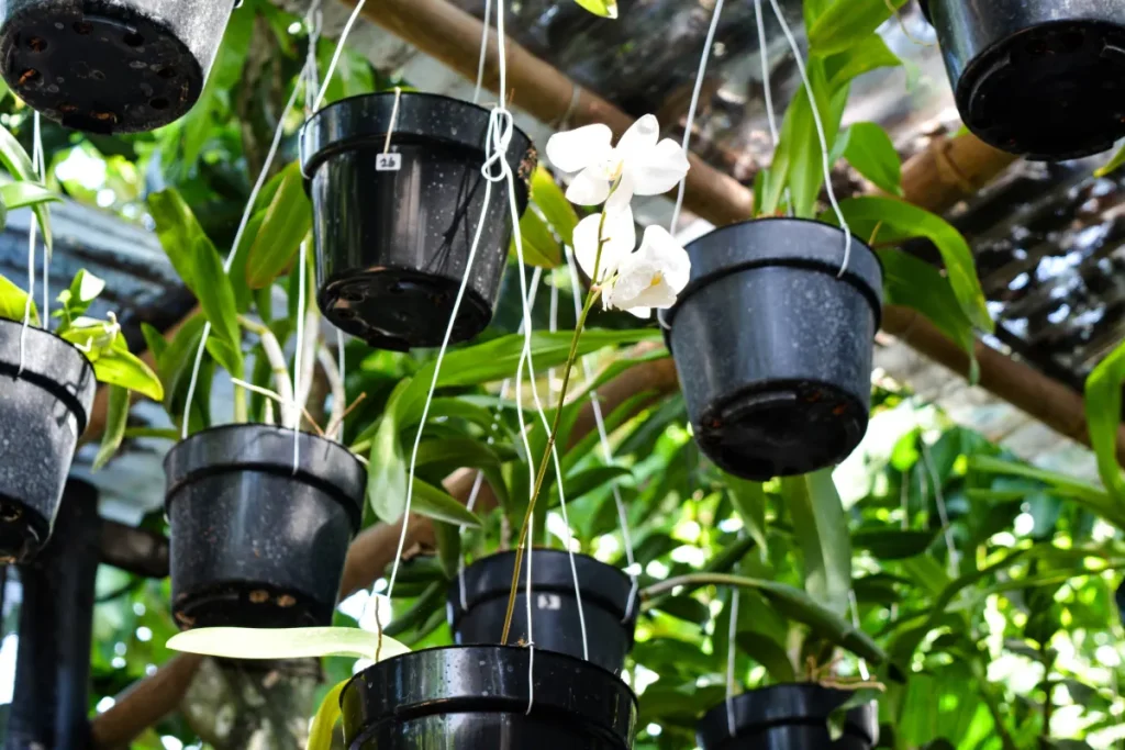 Vaso de plástico para orquídeas