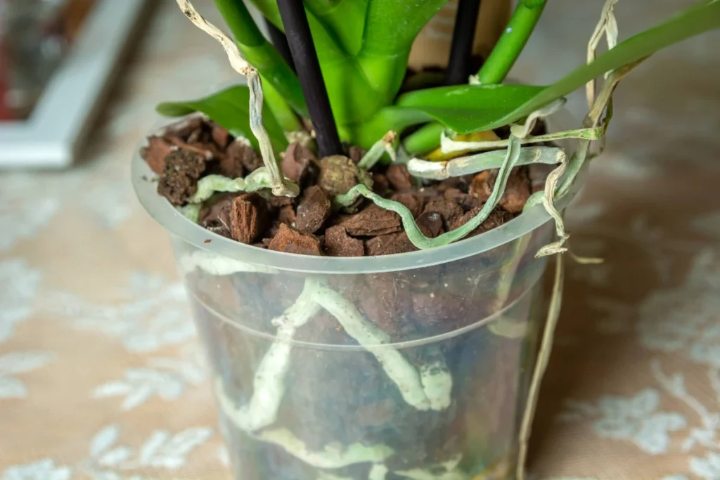 Vaso transparente para orquídeas