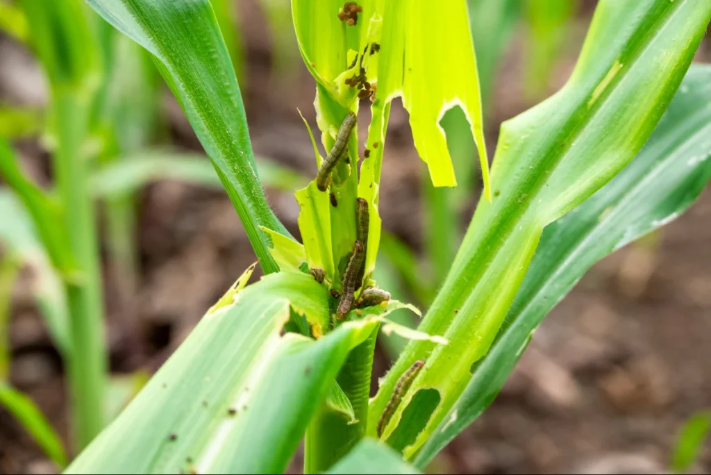  Planta de milho sob ataque de lagartas, um tipo de estresse biótico.