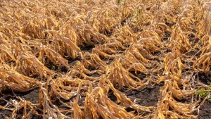 Plantação de milho sofrendo o efeito da seca, um dos tipos de estresse nas plantas.