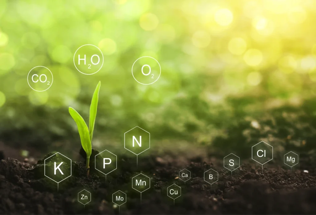 Planta de milho crescendo em solo repleto de macronutrientes e micronutrientes.
