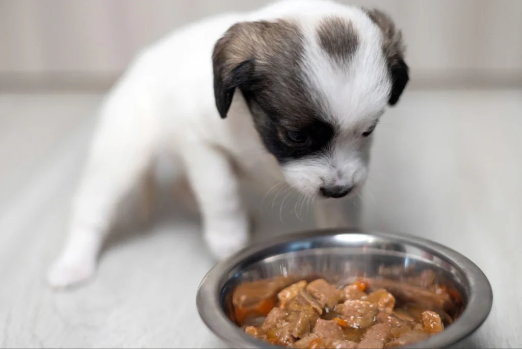 Ração seca ou úmida para cães? Vantagens, desvantagens e diferenças 1 Filhote de cachorro olhando para tigela de alimento úmido em pote de inox.